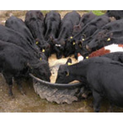 JFC Round Feed Trough (Tyre Platform)